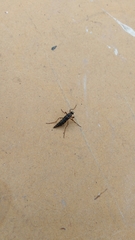 Thyreocephalus orthodoxus