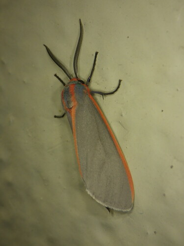 Sprague's Pygarctia photo 3