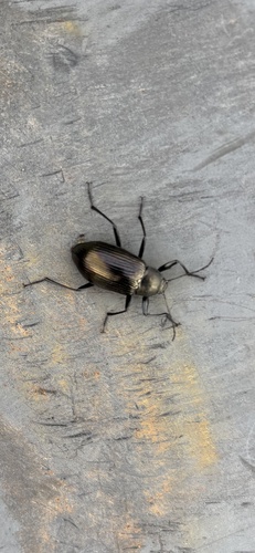 Plesiophthalmus nigrocyaneus nigrocyaneus