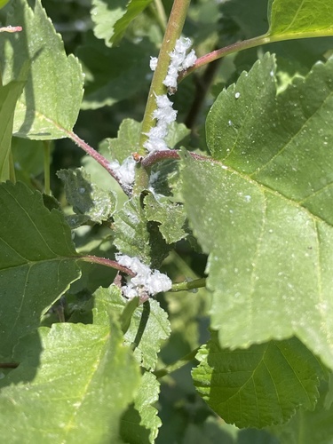 iNaturalist observation photo of Alder Sucker