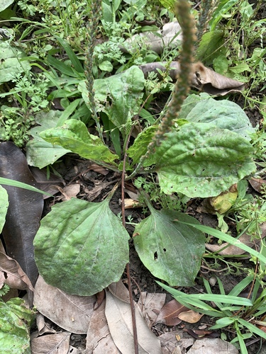 Plantago asiatica iNat (3)