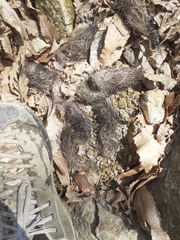 Canis lupus italicus