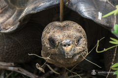 Chelonoidis niger chathamensis