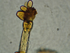 Cunninghamella