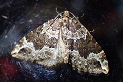 Lampropteryx suffumata