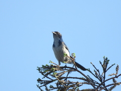 Aphelocoma californica