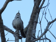 Thryomanes bewickii