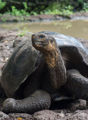 Chelonoidis niger chathamensis