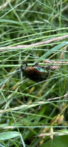 Japanese Drone Beetle