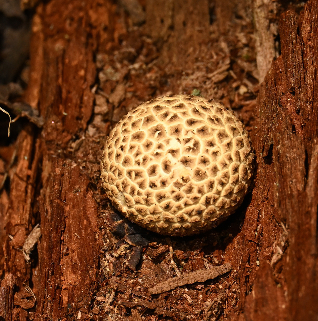 common earthball · July 2026 · photo: Photo: (c) Dennis Vollmar, some rights reserved (CC BY) · iNaturalist