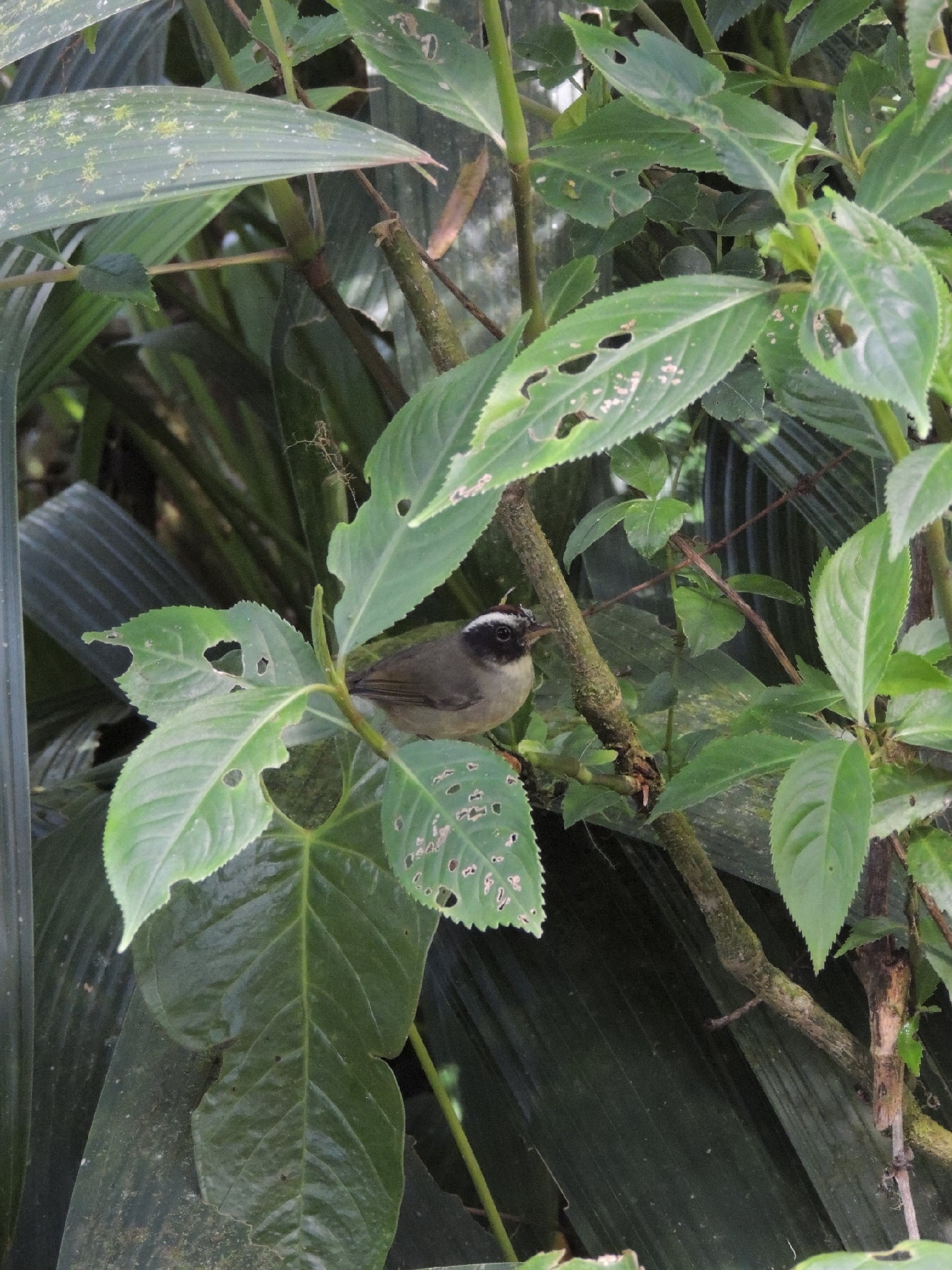 Black-cheeked Warbler (Basileuterus melanogenys), photo 4