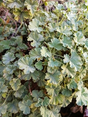 Pelargonium fragrans