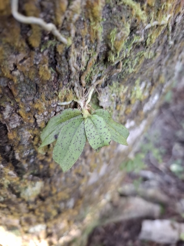 Spotted Fleshy Tree Orchid