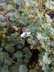 Pelargonium fragrans