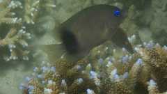 Plectroglyphidodon johnstonianus