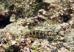 Istiblennius dussumieri