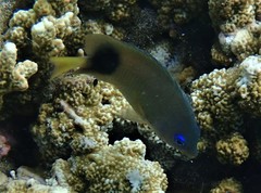 Plectroglyphidodon johnstonianus