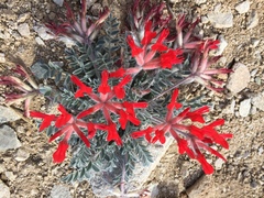 Astragalus coccineus