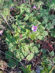 Geranium robertianum
