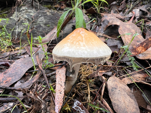 Limacella pitereka