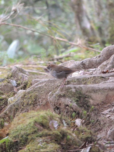 Ruddy-capped Nightingale-Thrush (Catharus frantzii), photo 9