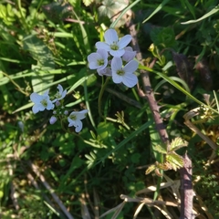 Cardamine pratensis