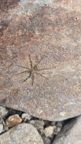 iNaturalist observation photo of Thin-legged Wolf Spiders