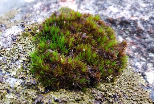 Campylopus bicolor