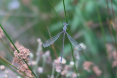 Lestes plagiatus