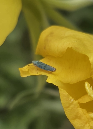 iNaturalist observation photo of Blue-green Sharpshooter