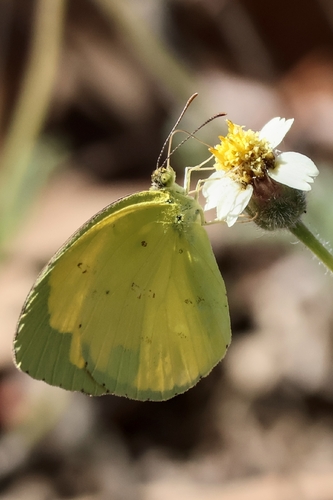 Common Grass Yellow