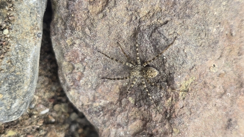 iNaturalist observation photo of Thin-legged Wolf Spiders