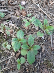 Impatiens glandulifera