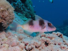 Parupeneus crassilabris