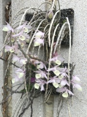 Dendrobium aphyllum
