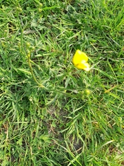Ranunculus acris
