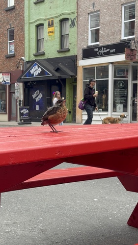 American Robin