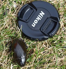 Hydrophilus aterrimus