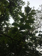 Cratoxylum cochinchinense