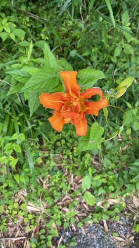 Hemerocallis fulva kwanso