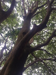 Ormosia semicastrata
