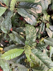 Excoecaria cochinchinensis