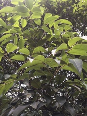 Ormosia semicastrata