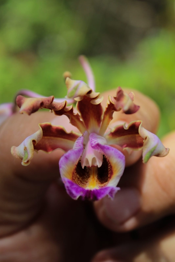Myrmecophila brysiana