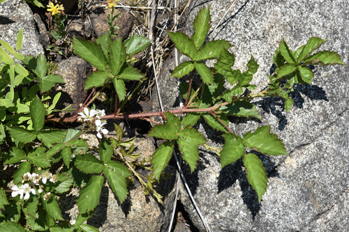 Rubus X segnis