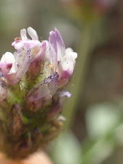 Astragalus didymocarpus