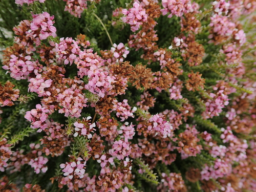 Image of Disparago ericoides by no rights reserved