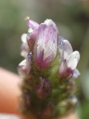 Astragalus didymocarpus