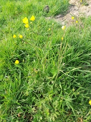 Ranunculus acris