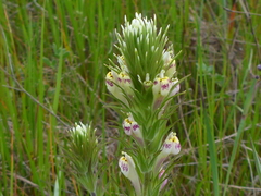 Castilleja densiflora gracilis